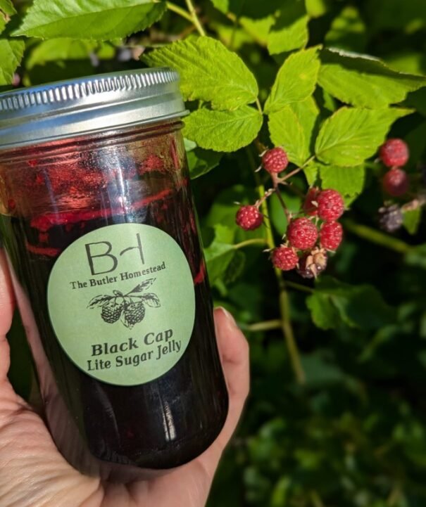 Black Cap Lite Sugar Jelly